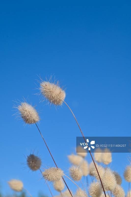 上海辰山植物园 蓝天下的可爱兔尾草图片素材