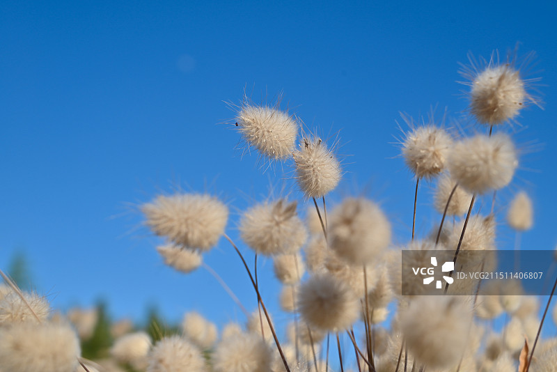上海辰山植物园 蓝天下的可爱兔尾草图片素材