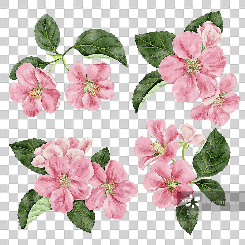 手绘苹果花图片素材