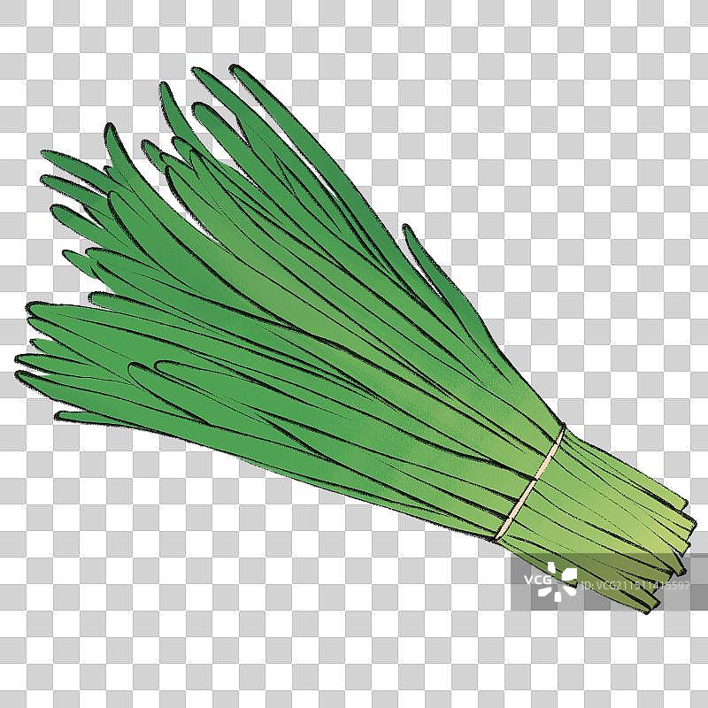 韭菜-手绘蔬菜生鲜促销电商包装手绘插画元素图片素材