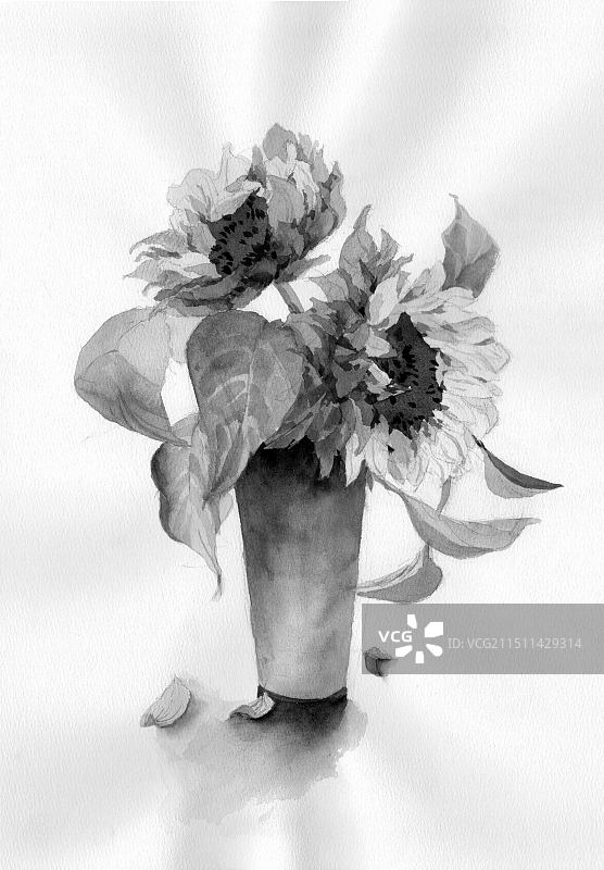 向日葵/黑白/素描图片素材