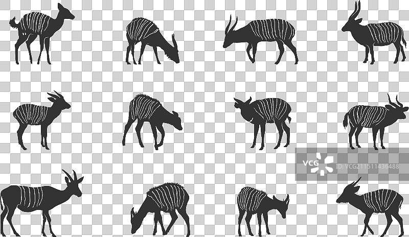 邦戈动物剪影图片素材