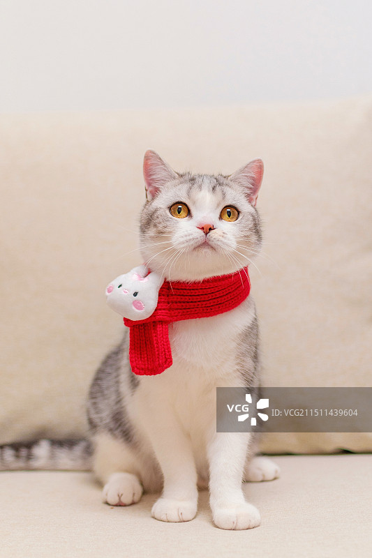 沙发上的猫图片素材