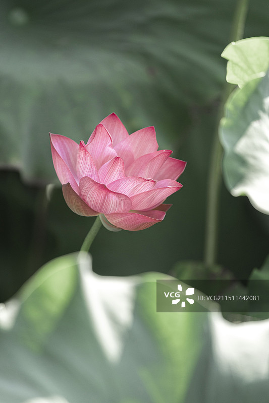 杭州西湖曲院风荷公园夏日荷花图片素材