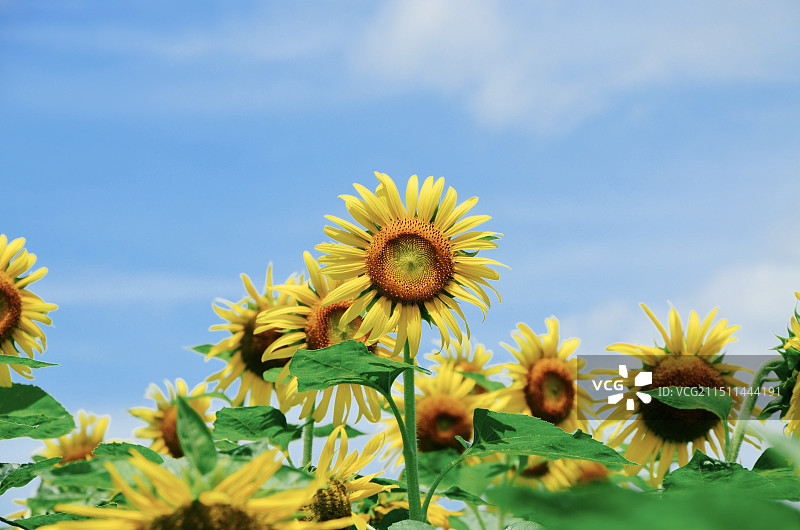 向日葵图片素材