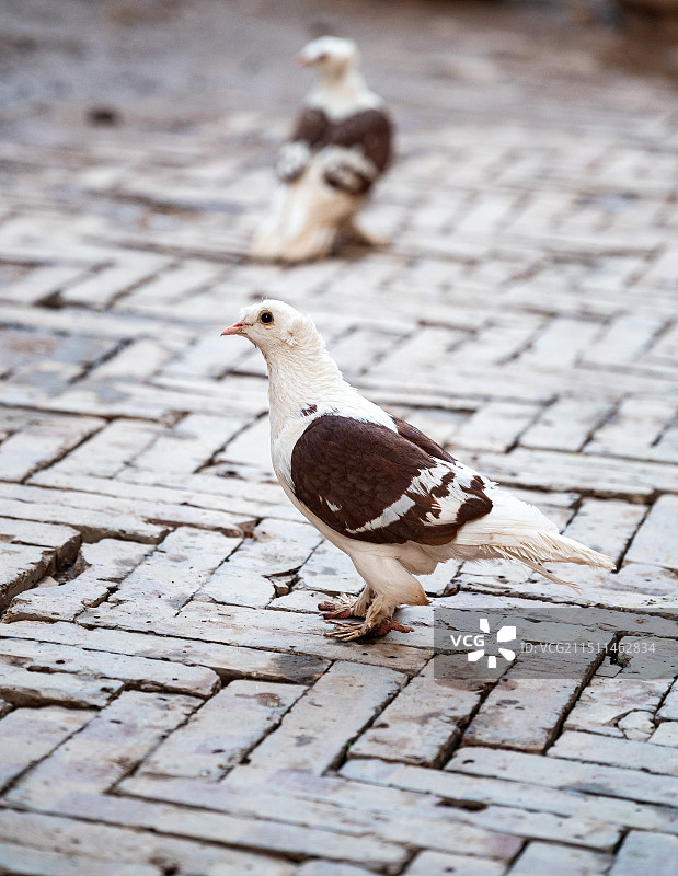 一只来自新疆喀什古城的萨克森仙燕鸽彩背鸽图片素材