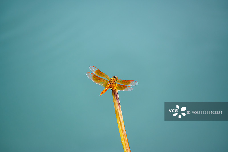 蜻蜓 荷叶 荷花 莲蓬图片素材