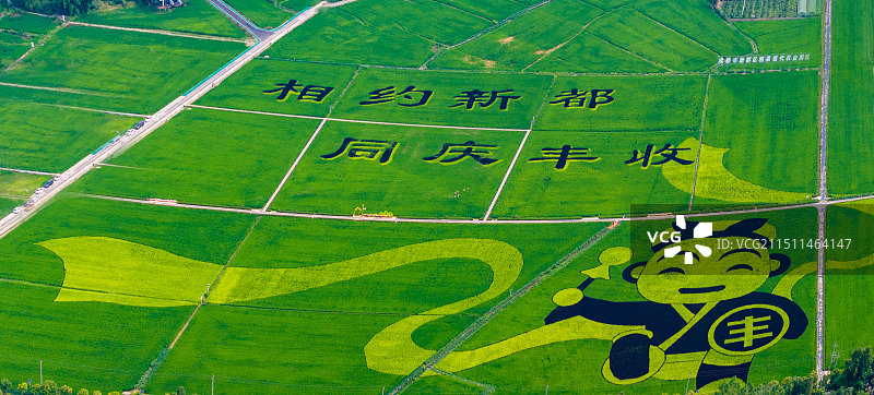 人工美化的水稻田图片素材