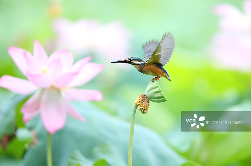 荷塘里的翠鸟图片素材