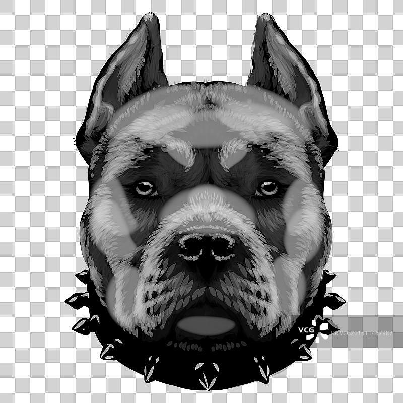 比特斗牛犬图片素材