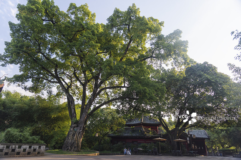 百年古树图片素材