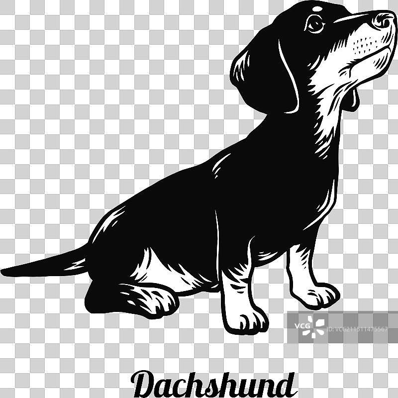 腊肠犬幼犬图片素材