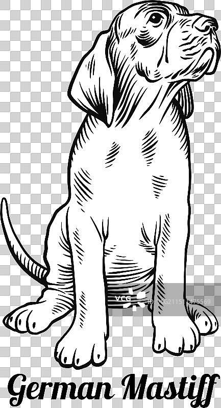 德国獒犬幼犬图片素材