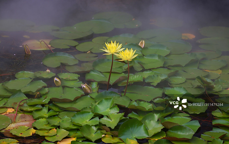 水雾中的黄睡莲图片素材