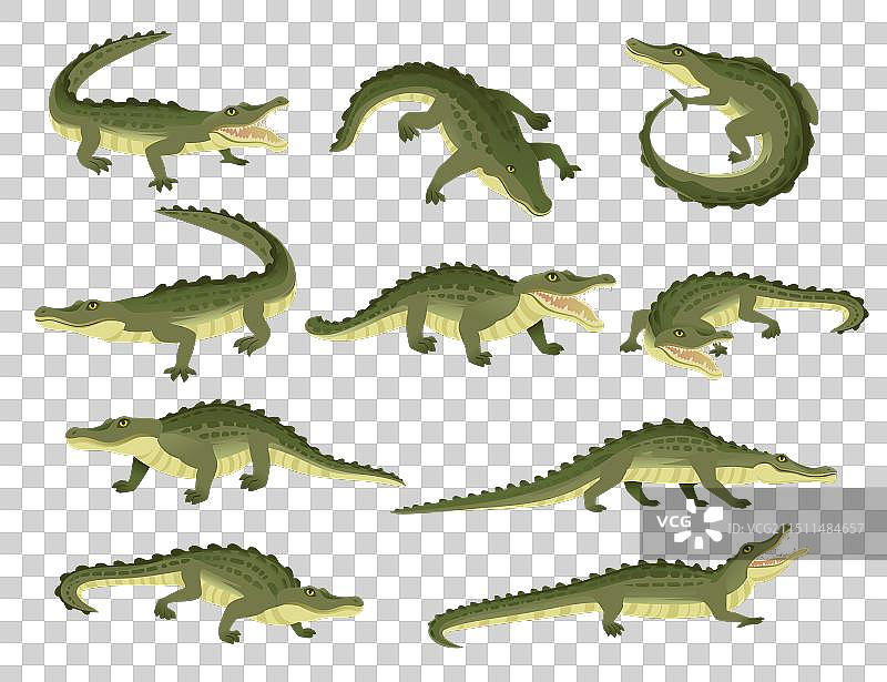 绿色鳄鱼卡通形象，大型食肉动物图片素材