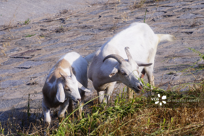 两只吃草的山羊连云港花果山大村水库附近图片素材