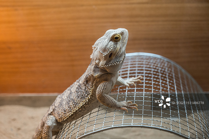 鬃狮蜥鬃狮蜥蜴图片素材