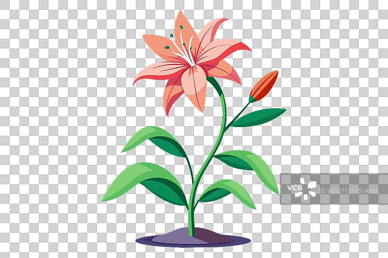 关于盛开之美你需要知道的一切图片素材