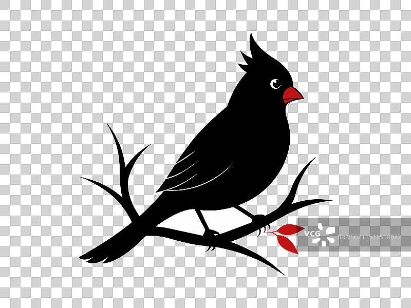 红雀鸟发现美图片素材