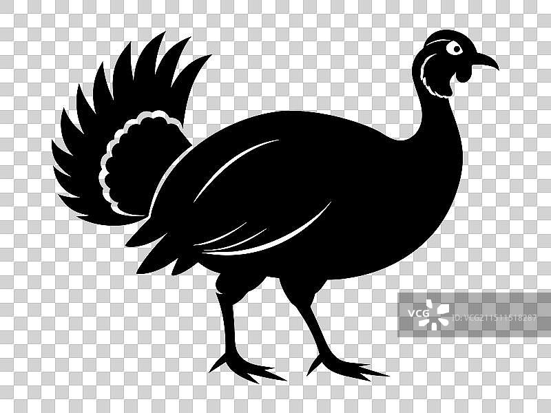 午夜华丽黑色野生火鸡图片素材