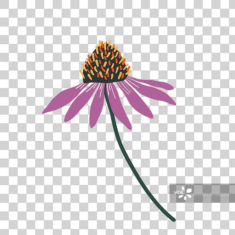 带刺橙棕色紫色松果菊图片素材