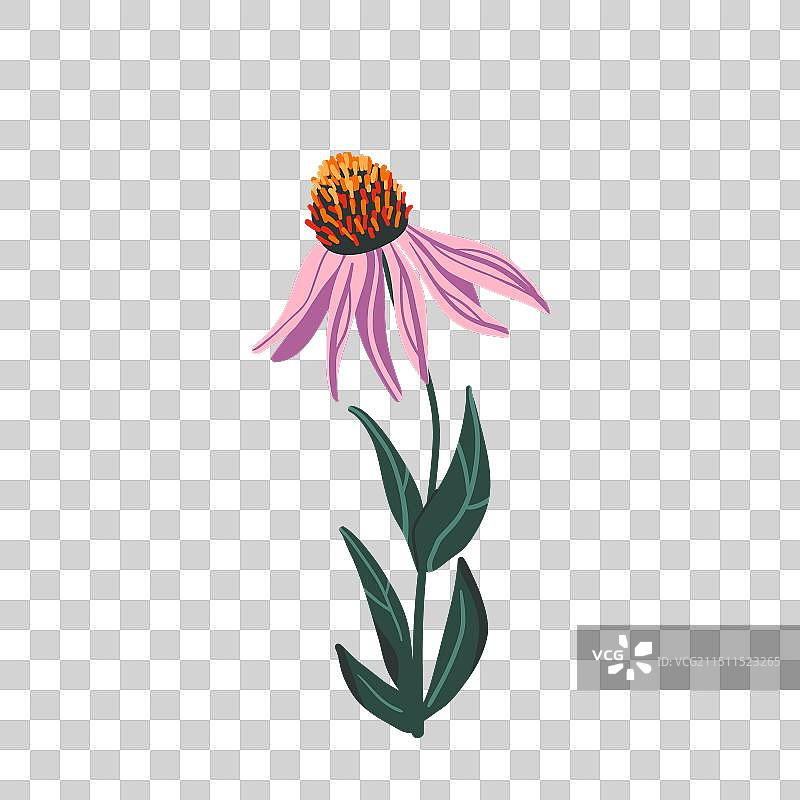 白色背景上的紫锥菊图片素材