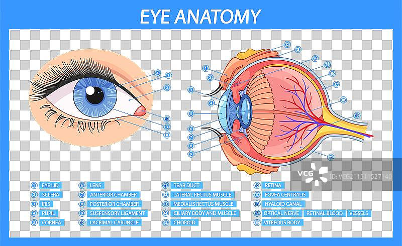 展示详细解剖结构的信息图图片素材