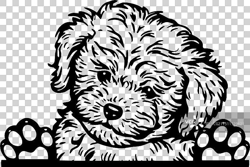 偷看的哈瓦那犬幼犬图片素材