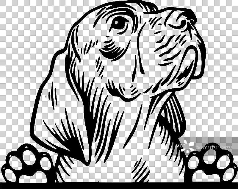 偷看的德国獒犬幼犬图片素材