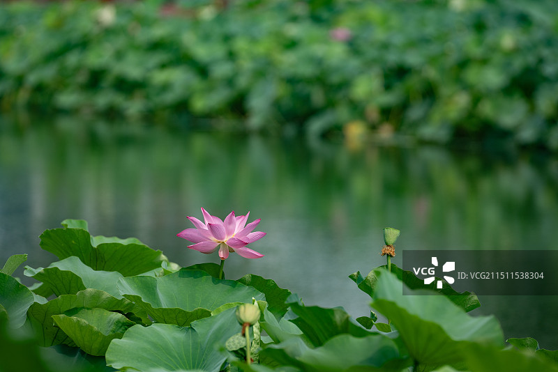 夏日的荷花图片素材
