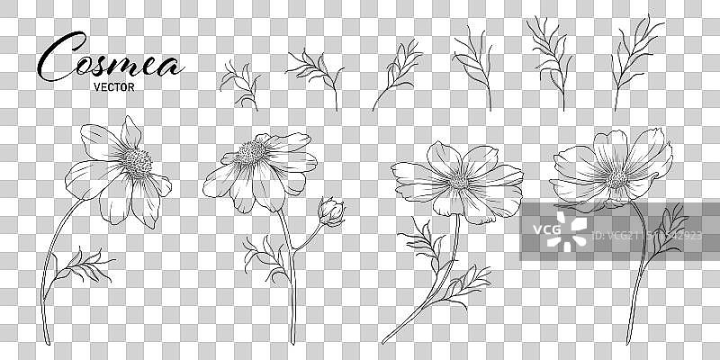 大波斯菊线条艺术套装图片素材