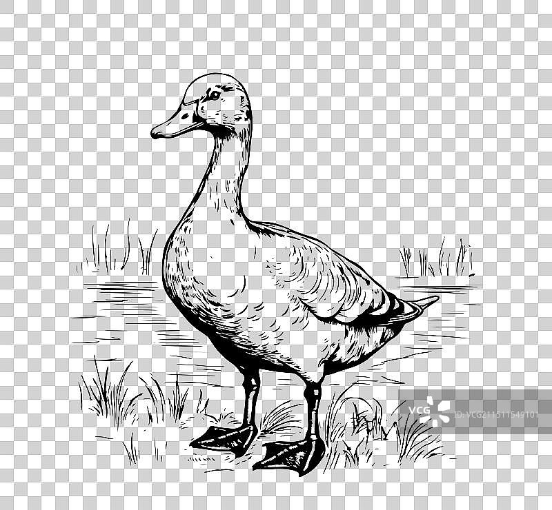 手绘农场鸭子素描图片素材