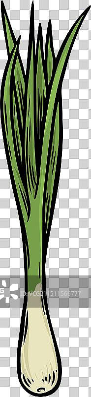 白色背景上的葱线条画图片素材