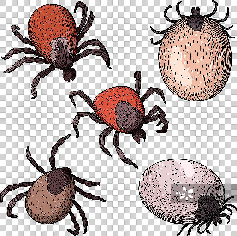 手绘蜱虫素描图片素材