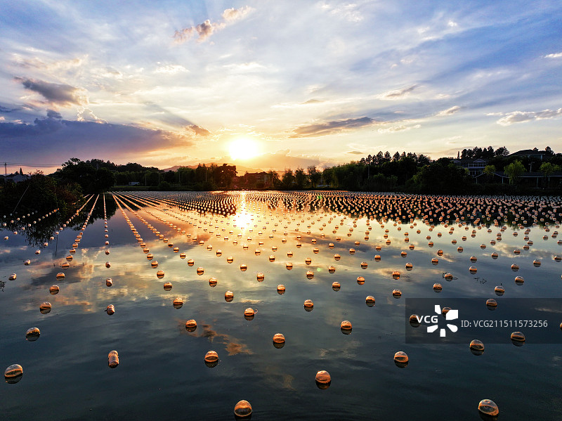 江南水乡浙江绍兴诸暨山下湖淡水珍珠养殖图片素材
