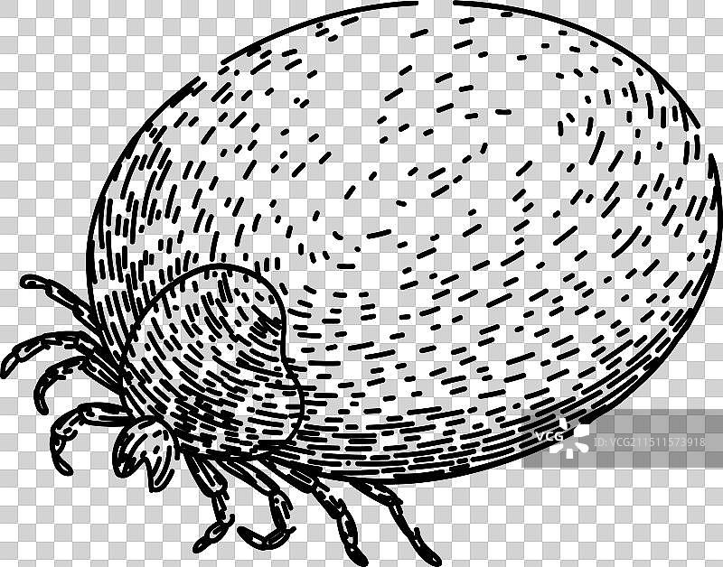 虫子打勾素描手绘图片素材