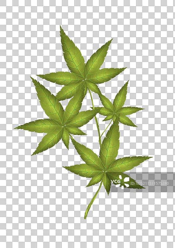 鸡爪槭图片素材