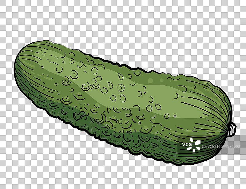 手绘风格的完整黄瓜图片素材