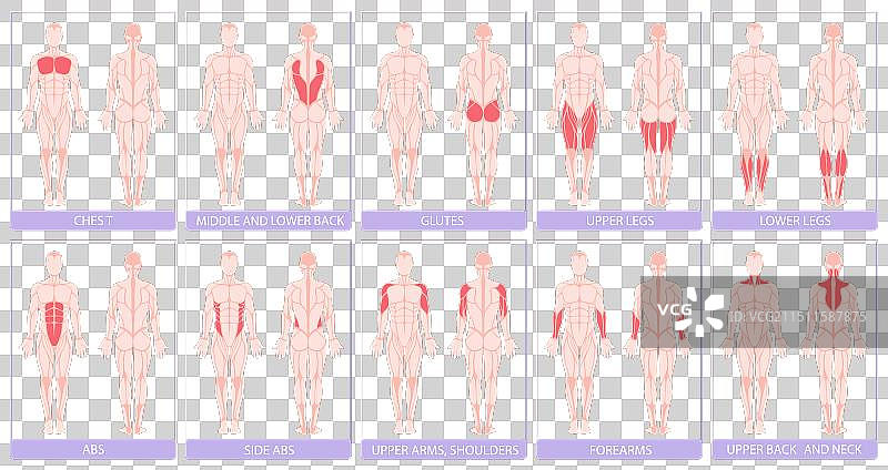 人体解剖肌肉群示意卡图片素材