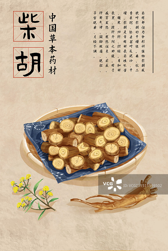 中国传统文化中草药药材之柴胡图片素材
