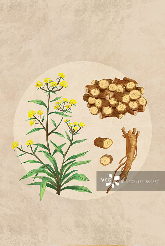 中草药药材“柴胡”图片素材
