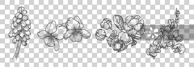 白色背景上的春季花卉线条画图片素材