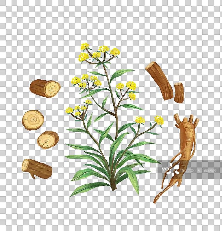 中国传统文化中草药药材之柴胡元素图片素材