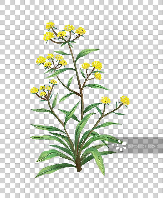 中国传统文化中草药药材之柴胡元素图片素材