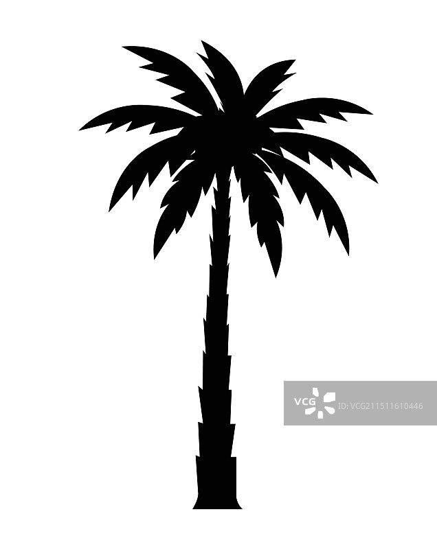 棕榈树白色背景图片素材