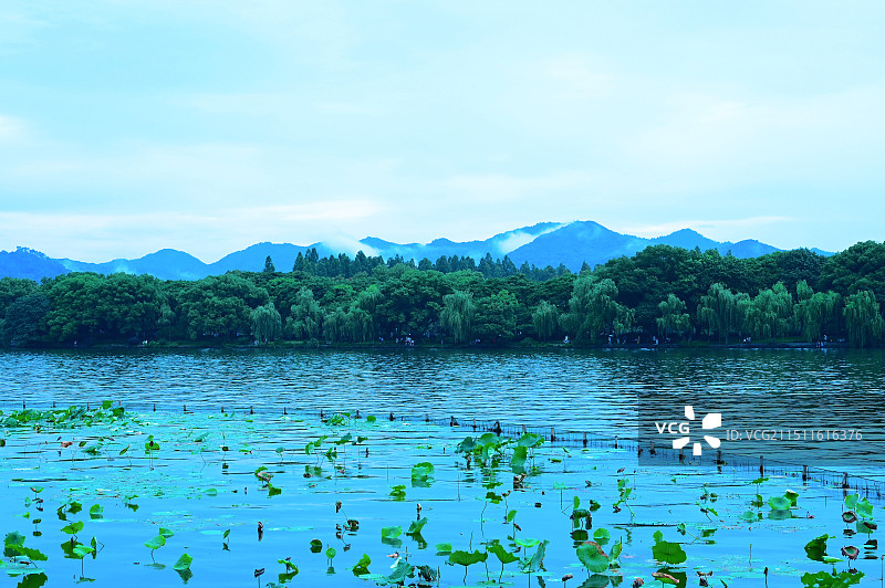 曲院风荷图片素材