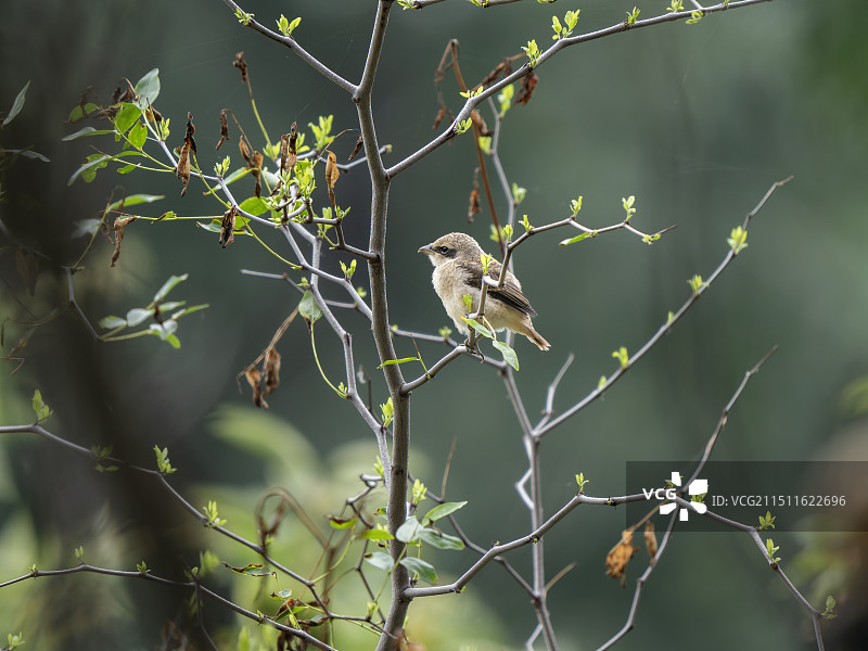 枝头的伯劳图片素材