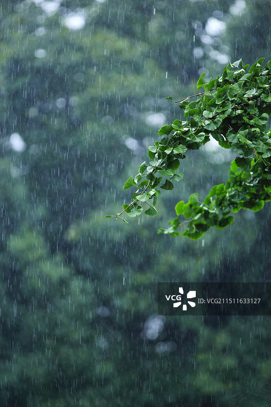 下雨天雨水中植物背景图片素材