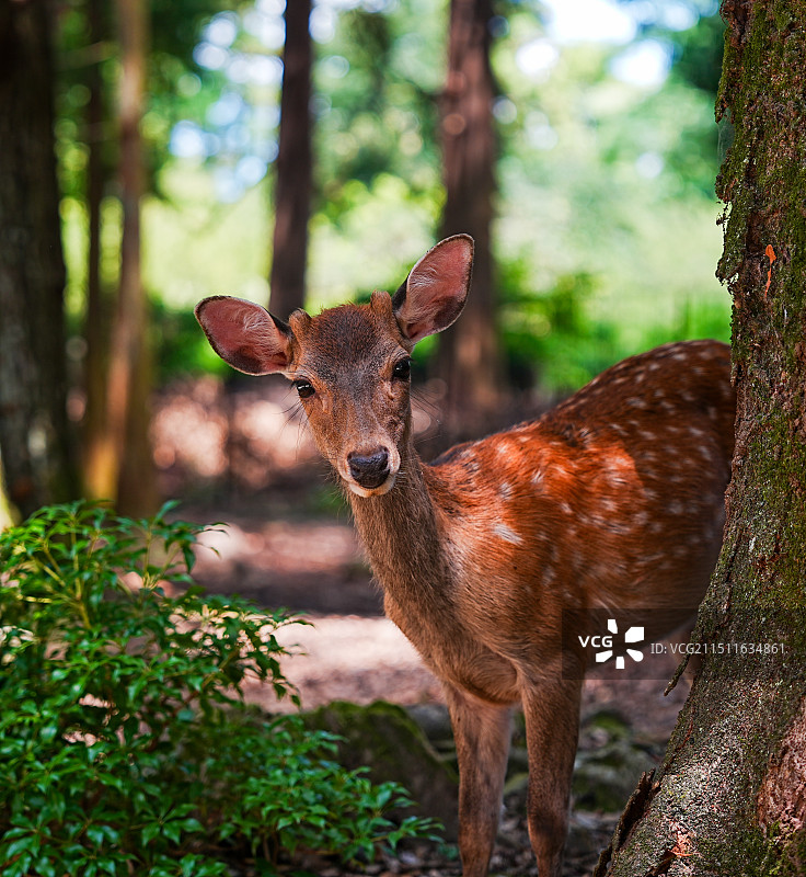 日本奈良小鹿图片素材
