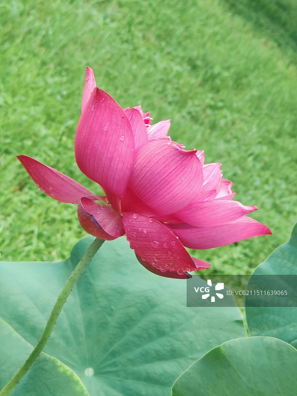 《雨后的荷花》图片素材